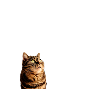 A Tabby Cat Looks Inquisitively Out A Window, With A Snowy Outdoor Backdrop. 14122 - Cat PNG image with transparent background